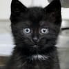 Katzenkind ALICE
