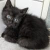 Katzenkind ALICE