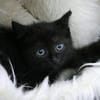 Katzenkind ALICE