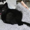 Katzenkind ALICE