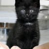 Katzenkind ALICE