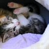 Katzenkind KNERTEN