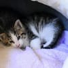 Katzenkind KNERTEN