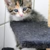 Katzenkind KETE