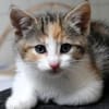 Katzenkind KELLY