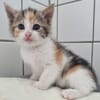Katzenkind KELLY