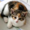 Katzenkind KELLY