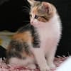 Katzenkind KELLY