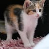 Katzenkind KELLY