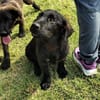 Evan  ist ein tolles Hundekind