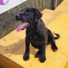 Evan  ist ein tolles Hundekind