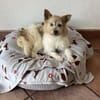 Wuschelmaus Buffy