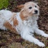 Wuschelmaus Buffy
