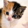 Katzenkind PIPPA