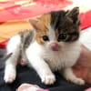 Katzenkind PIPPA