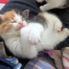 Katzenkind PIPPA