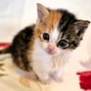 Katzenkind PIPPA