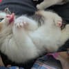 Katzenkind PIPPA