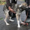 Ava - sensibel u. verspielt