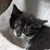 Katzenkind VANELLOPE