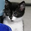 Katzenkind VANELLOPE