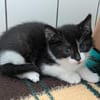 Katzenkind VANELLOPE
