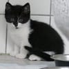 Katzenkind VANELLOPE