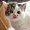 Katzenkind PIPER
