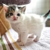 Katzenkind PIPER