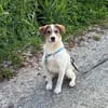 Kleiner Charmeur sucht Anhang