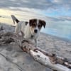 Kleiner Charmeur sucht Anhang