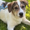 Kleiner Charmeur sucht Anhang