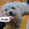 Prada versteckte sich auf einem Friedhof