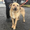 Herzenshund Snoopy sucht Zuhause
