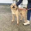 Herzenshund Snoopy sucht Zuhause