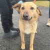 Herzenshund Snoopy sucht Zuhause