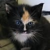 Katzenkind KIMMI