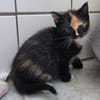 Katzenkind KIMMI