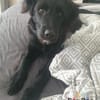 Hundekind Joker auf Pflegestelle