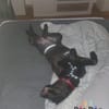 Hundekind Joker auf Pflegestelle