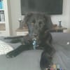 Hundekind Joker auf Pflegestelle