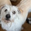 TENTEN - besonderer Hund mit großem Herz