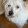 TENTEN - besonderer Hund mit großem Herz