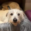 TENTEN - besonderer Hund mit großem Herz