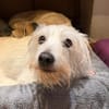 TENTEN - besonderer Hund mit großem Herz