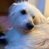 TENTEN - besonderer Hund mit großem Herz