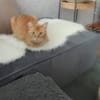 Rudi ein Super-Kater