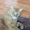Rudi ein Super-Kater