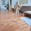 Rudi ein Super-Kater