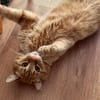 Rudi ein Super-Kater